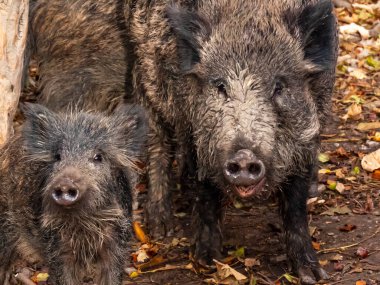 adult wild boar and newcomer look curiously into the camera. More autumn and nature pictures in my collection