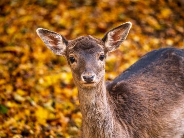 Portrait of a fallow deer in the autumn forest. More autumn and nature pictures in my collection