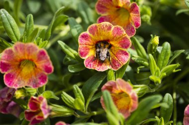 Field bumblebee has crawled deep into a petunia blossom and collects nectar. More nature photos in my collection