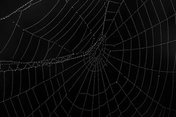 Close Spider Web Dew Drops Isolated Black Background More Nature — Stock Photo, Image