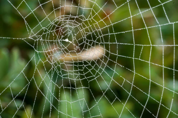 Κοντινό Πλάνο Ενός Ιστού Αράχνης Σταγόνες Δροσιάς Πράσινο Φόντο Περισσότερες — Φωτογραφία Αρχείου