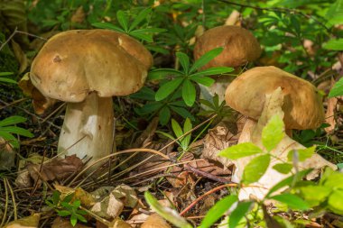 Ormanda üç sarı mantar var. Yüksek kalite fotoğraf