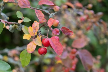 Küçük, kırmızı elmalı ve sonbahar yapraklı bir yaban elması dalı. Yüksek kalite fotoğraf