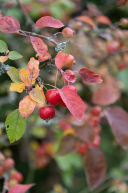 Küçük, kırmızı elmalı ve sonbahar yapraklı bir yaban elması dalı. Yüksek kalite fotoğraf
