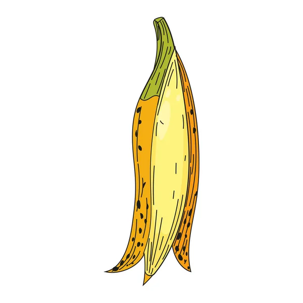 Bananengelbe Frucht Hand Zeichnung buntes Doodle-Symbol, Bio-Bauernhof-Produkt. Vektor Skizze Illustration Vintage, Retro-Gravur-Stil — Stockvektor