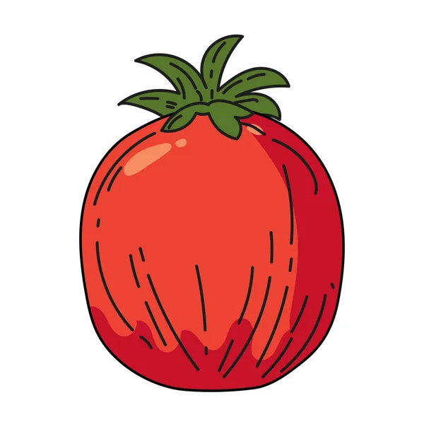 Pomidor warzywny ręka rysunek kolorowy ikona bazgroła, organiczny produkt rolny. Wektor szkic ilustracja vintage, retro grawerowanie styl — Wektor stockowy