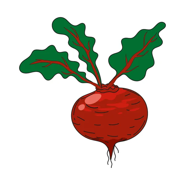 Rote Bete mit Blättern Gemüse Hand Zeichnung buntes Doodle-Symbol, Bio-Bauernhof-Produkt. Vektor Skizze Illustration Vintage, Retro-Gravur-Stil — Stockvektor