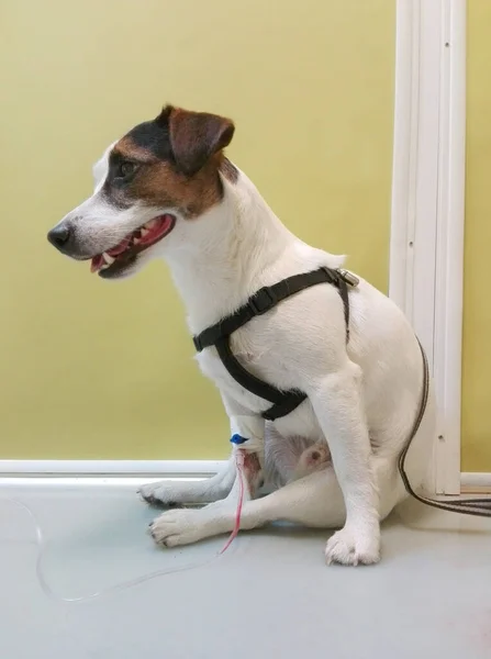Serumla Jack Russell Terrier köpeği