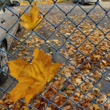 Konutların otoparkının mavi çit ağında portakal yaprağı var.