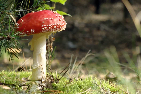 Kırmızı mantarlı Amanita muscaria. Orman çöpü ve kozalaklı ağaç dalı     