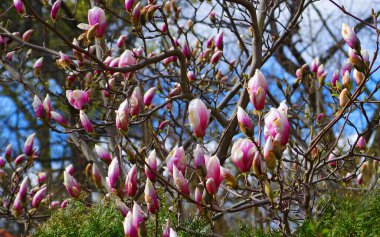 Çiçek tomurcukları olan manolya ağacı.