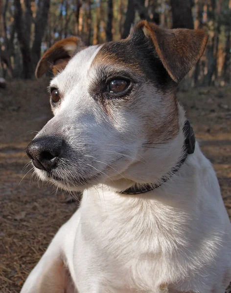  Jack Russell Terrier 'in sonbahar portresi