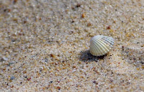 Shell Sand Small Depth Field — стоковое фото