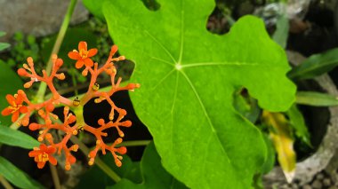 Taze yeşil yaprak dokusu