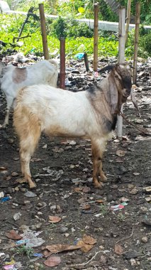 Erkek keçi Aqiqah geleneği için katliam yapıyor.