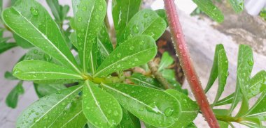 Taze yeşil yaprağın ayrıntıları