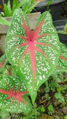 Taze yeşil yaprak dokusu