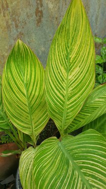 Taze yeşil yaprak dokusu