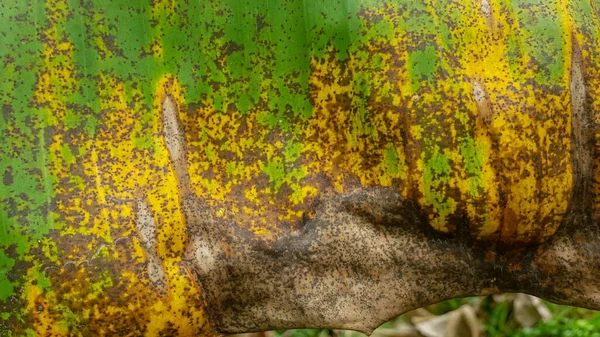 緑と茶色のバナナの葉の質感 — ストック写真