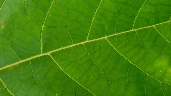 Macro Tiro Textura Folha Verde — Fotografia de Stock