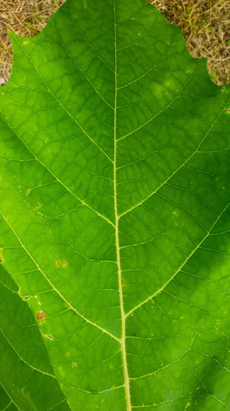 マクロショット緑の葉の質感 — ストック写真