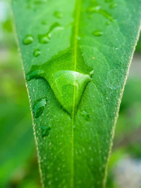 Gota Água Folha Verde — Fotografia de Stock