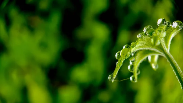 緑の葉に水が落ち — ストック写真