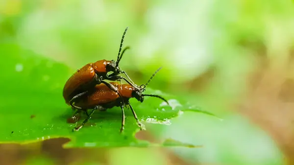 绿叶上的大型甲虫 — 图库照片