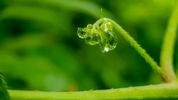 緑の葉に水が落ち — ストック写真