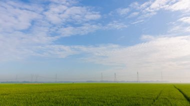 Sabah pirinç tarlaları manzarası