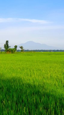 Sabah pirinç tarlaları manzarası