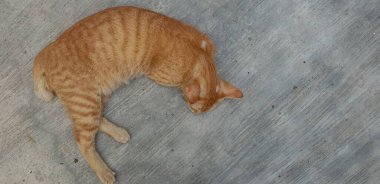 Sevimli küçük kedi yavrusu uykusunda.