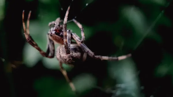 Macro Shot Spider Spider Web — Stock Photo, Image