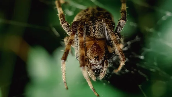 Μακροσκοπική Αράχνη Στον Ιστό Της Αράχνης — Φωτογραφία Αρχείου