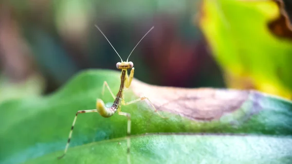 Orando Mantis Hoja Verde — Foto de Stock