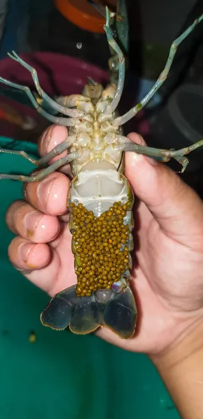 Hands Holding Freshwater Crayfish Eggs — Stock Photo, Image
