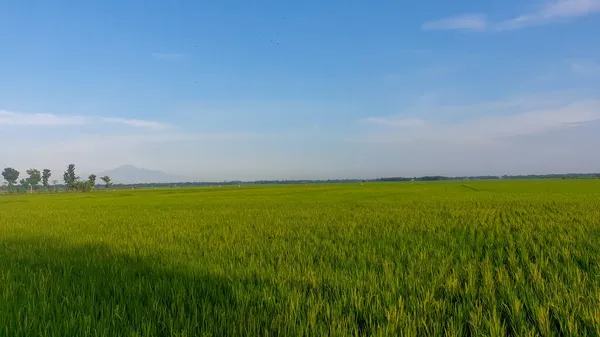 Пейзаж Рисовых Полей Утром — стоковое фото