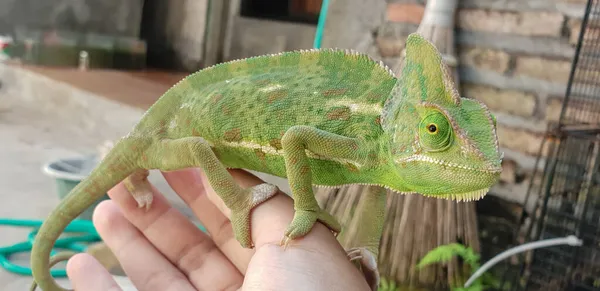 Mãos Segurando Camaleão Jovem Véu Verde — Fotografia de Stock