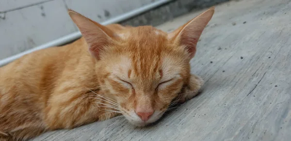 Sevimli Küçük Kedi Yavrusu Uykusunda — Stok fotoğraf