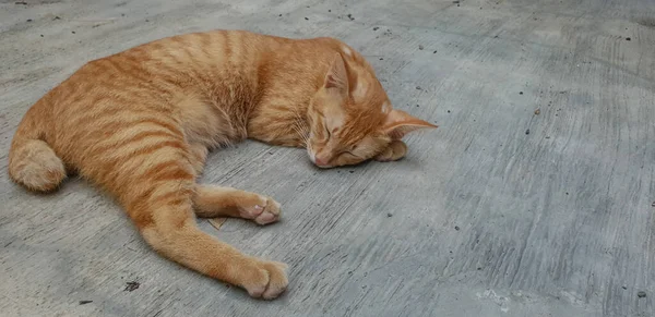 Sevimli Küçük Kedi Yavrusu Uykusunda — Stok fotoğraf