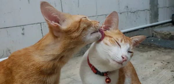 Sevimli Kedi Yavrusu Birbirini Yalıyor — Stok fotoğraf