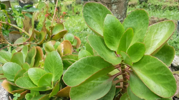 Gyönyörű Kalanchoe Virág Fazékon — Stock Fotó