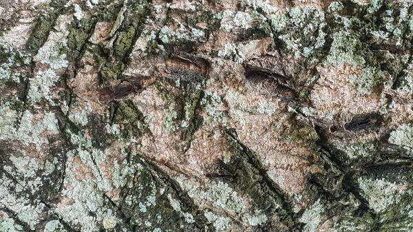 Detail Der Natürlichen Baumrindenstruktur — Stockfoto