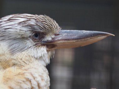 Görkemli bir Mavi Kanatlı Kookaburra Sakin ve onurlu bir portrede.