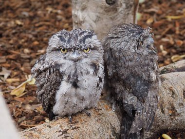 İki muhteşem Tawny Frogmouth 'un güzel kamufle edilmiş tüylü portresi..