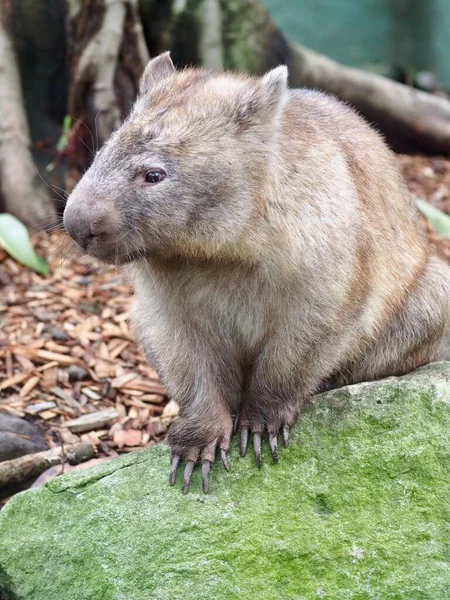 Prachtige Gespierde Knappe Wombat — Stockfoto