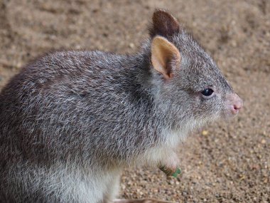 Enfes, zarif, sevimli, Rufous Bettong..