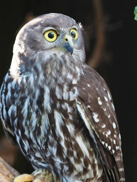 Sensationele Verbluffende Actieve Blaffende Uil Natuurlijke Schoonheid — Stockfoto