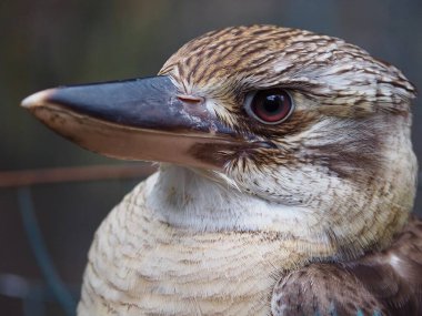 Muhteşem bir mavi kanatlı Kookaburra 'nın yakın plan portresi muhteşem bir güzellikte..
