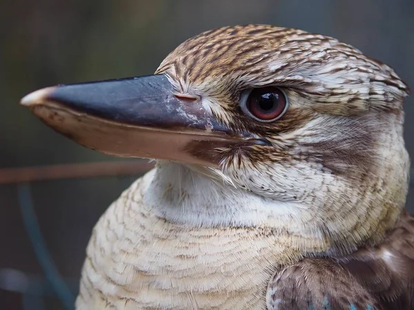 Een Close Portret Van Een Prachtige Blauw Gevleugelde Kookaburra Ontzagwekkende — Stockfoto